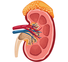 Adrenal Gland