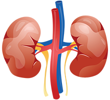 Kidneys