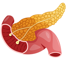 Pancreas